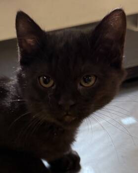 Rescue Domestic Short Hair Cats for Adoption in Napa, California - Pancake | PetCurious