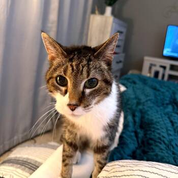 Buttercup -  Domestic Short Hair Cat Available for Adoption in Green Bay, Wisconsin - Buttercup | PetCurious