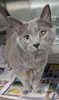 Fisher *Polydactyl* -  Russian Blue Cat for Adoption in Herndon, Virginia - Fisher *Polydactyl* | PetCurious
