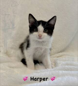 Harper -  Domestic Short Hair Cat for Adoption in Copley, Ohio - Harper | PetCurious