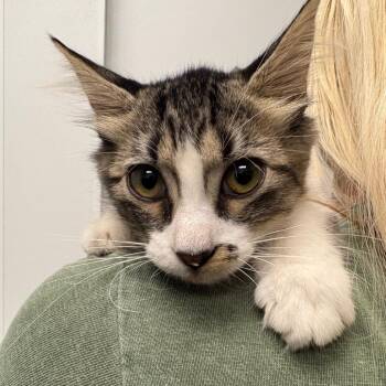 Effey -  Domestic Short Hair Cat for Adoption in Abilene, Texas - Effey | PetCurious