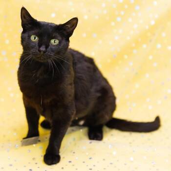 Purrl-C (Sponsored) -  Domestic Short Hair Cat for Adoption in East St. Louis, Illinois - Purrl-C (Sponsored) | PetCurious
