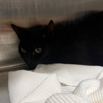 Catzilla -  Domestic Short Hair Cat for Adoption in Morganton, North Carolina - Catzilla | PetCurious