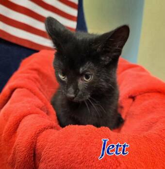 Jett -  Domestic Short Hair Cat for Adoption in Port Clinton, Ohio - Jett | PetCurious