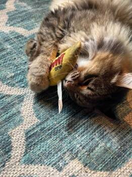 Tommy T -  Siberian Cat for Adoption in Minneapolis, Minnesota - Tommy T | PetCurious