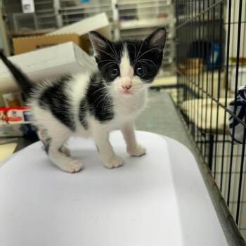 Katara 26-08-131 -  Domestic Short Hair Cat for Adoption in Bastrop, Texas - Katara 26-08-131 | PetCurious