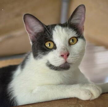 Rescue Domestic Short Hair Cats for Adoption in Oakland Park, Florida - Zoe - Petsmart Plantation Foster Home | PetCurious