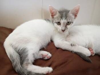 Dottie -  Domestic Long Hair and Domestic Short Hair Cat for Adoption in Honolulu, Hawaii - Dottie | PetCurious