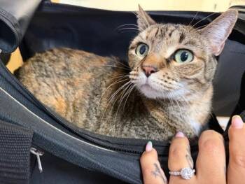 Domestic Short Hair Cats Available for Adoption in Doral, Florida - MARY | PetCurious