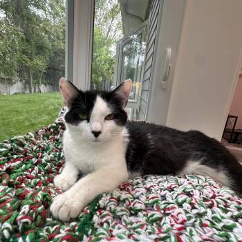 Henry -  Domestic Short Hair Cat Available for Adoption in Boston, Massachusetts - Henry | PetCurious