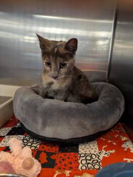 Domestic Short Hair Cats Available for Adoption - Pina | PetCurious