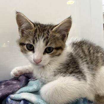 Minny Le Mew -  Domestic Short Hair Cat for Adoption in Los Angeles, California - Minny Le Mew | PetCurious
