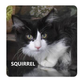Squirrel -  Domestic Medium Hair Cat for Adoption in Scottsdale, Arizona - Squirrel | PetCurious