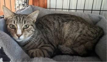 Birdie -  Domestic Short Hair and Tabby Cat for Adoption in Breinigsville, Pennsylvania - Birdie | PetCurious