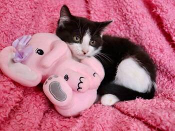 Tuxedo Cats Available for Adoption in St. Augustine, Florida - Spring | PetCurious