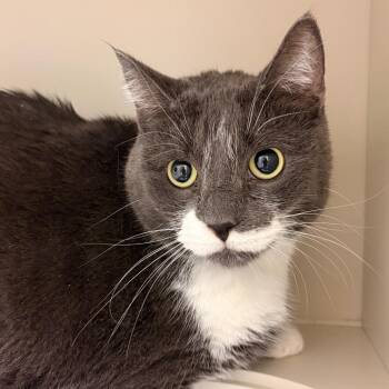 Grayson -  Domestic Short Hair Cat for Adoption in Fairport, New York - Grayson | PetCurious