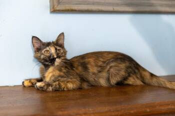 Rescue Siberian Cats for Adoption in Chicago, Illinois - Jazzy | PetCurious