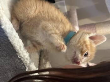 Splat -  Domestic Short Hair Cat for Adoption in Fruit Heights, Utah - Splat | PetCurious