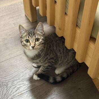 Altuzarra -  Domestic Short Hair Cat for Adoption in Springfield, Oregon - Altuzarra | PetCurious