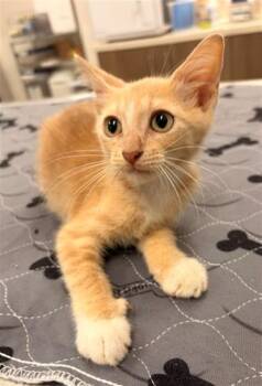 JOE -  Domestic Short Hair Cat for Adoption in Baytown, Texas - JOE | PetCurious
