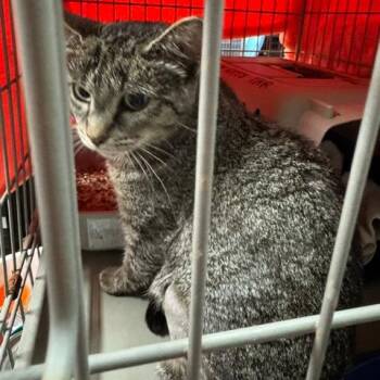 Domestic Short Hair Cats Available for Adoption in Abingdon, Maryland - 0426-82 Augusta | PetCurious