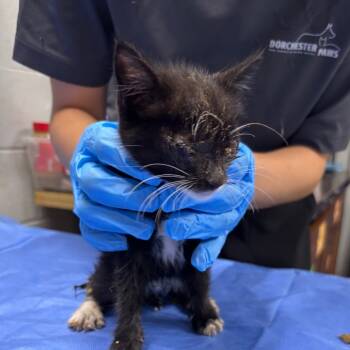 Rescue Domestic Short Hair Cats for Adoption in Summerville, South Carolina - Lyra | PetCurious