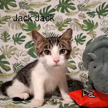 Jack Jack -  Tabby Cat for Adoption in Wyandotte, Michigan - Jack Jack | PetCurious