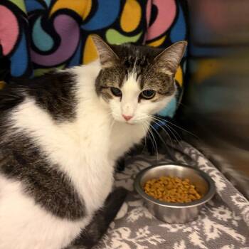 Khloe -  Domestic Short Hair Cat for Adoption in Council Bluffs, Iowa - Khloe | PetCurious