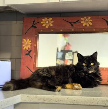 Domestic Medium Hair Cats Available for Adoption in Largo, Florida - Pretty Girl | PetCurious