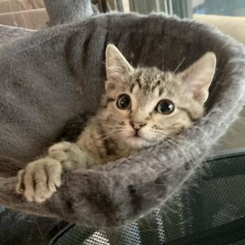 Domestic Short Hair Cats Available for Adoption in Grand Rapids, Minnesota - Fenrys | PetCurious