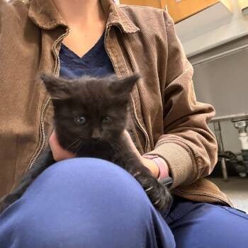 Apricity -  Domestic Long Hair Cat for Adoption in Durango, Colorado - Apricity | PetCurious