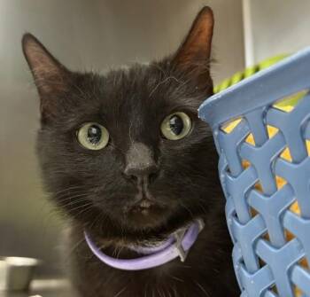 Domestic Short Hair Cats Available for Adoption in Golden, Colorado - Tequila | PetCurious