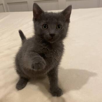 Nico -  Domestic Short Hair Cat for Adoption in Chicago, Illinois - Nico | PetCurious