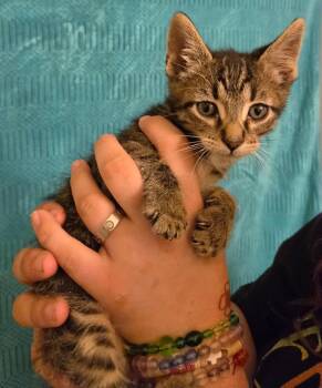 Tabby Cats Available for Adoption in Tehachapi, California - Drew | PetCurious