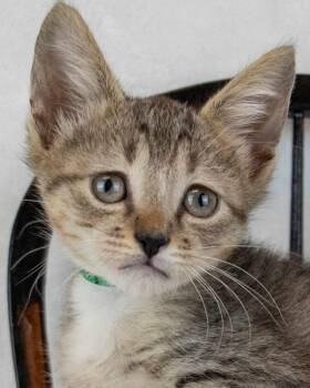 Domestic Short Hair and Tabby Cats Available for Adoption in Kennesaw, Georgia - Downy | PetCurious