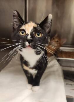 BARBIE -  Domestic Short Hair Cat for Adoption in Hagerstown, Maryland - BARBIE | PetCurious