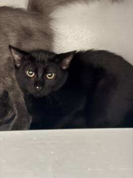 ATHOS -  Domestic Short Hair Cat for Adoption in Leesburg, Virginia - ATHOS | PetCurious