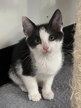 Domestic Short Hair Cats Available for Adoption in Mcpherson, Kansas - Bugs | PetCurious