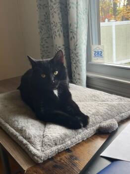 Rescue Bombay Cats for Adoption in Hartford, Connecticut - Panther | PetCurious