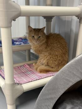Connor -  Domestic Long Hair Cat for Adoption in Big Rapids, Michigan - Connor | PetCurious