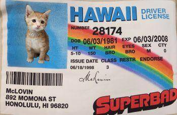 Kitten 28174 (McLovin) -  Tabby Cat for Adoption in Parlier, California - Kitten 28174 (McLovin) | PetCurious