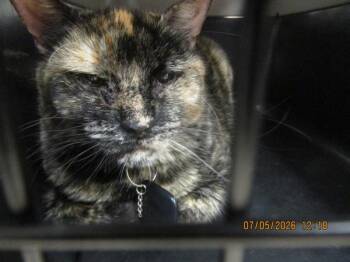 Ashe(617) -  Domestic Short Hair Cat for Adoption in Marietta, Georgia - Ashe(617) | PetCurious