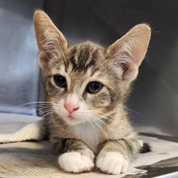 Chocolate Chunks -  Domestic Short Hair Cat for Adoption in Fort Wayne, Indiana - Chocolate Chunks | PetCurious