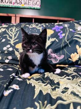 Domestic Short Hair Cats Available for Adoption in Hartville, Ohio - Matilda | PetCurious