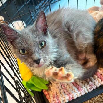 Lenora -  Domestic Short Hair Cat for Adoption in Huntington, West Virginia - Lenora | PetCurious