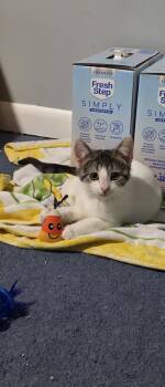 Anthony -  Domestic Short Hair Cat Available for Adoption in Delran, New Jersey - Anthony | PetCurious