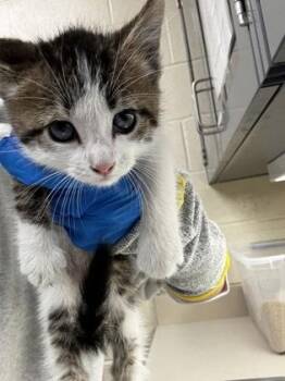 Ace -  Domestic Short Hair Cat for Adoption in Wichita, Kansas - Ace | PetCurious