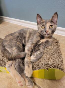 Blueberry -  Domestic Short Hair Cat for Adoption in Dallas, Texas - Blueberry | PetCurious