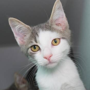 Tomato -  Domestic Short Hair Cat for Adoption in Seattle, Washington - Tomato | PetCurious