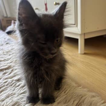 Domestic Short Hair Cats Available for Adoption in Richmond, California - DUNE | PetCurious